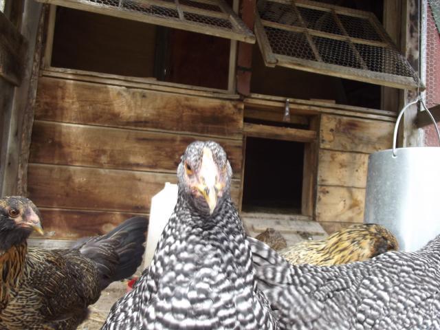 105869_chickens_011.jpg