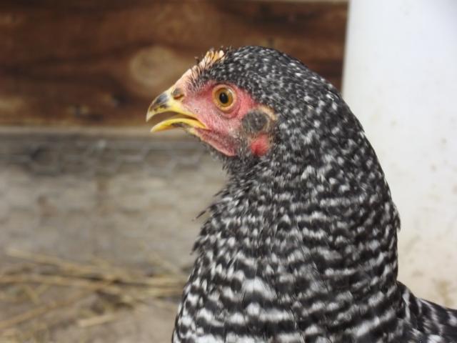 105869_chickens_013.jpg