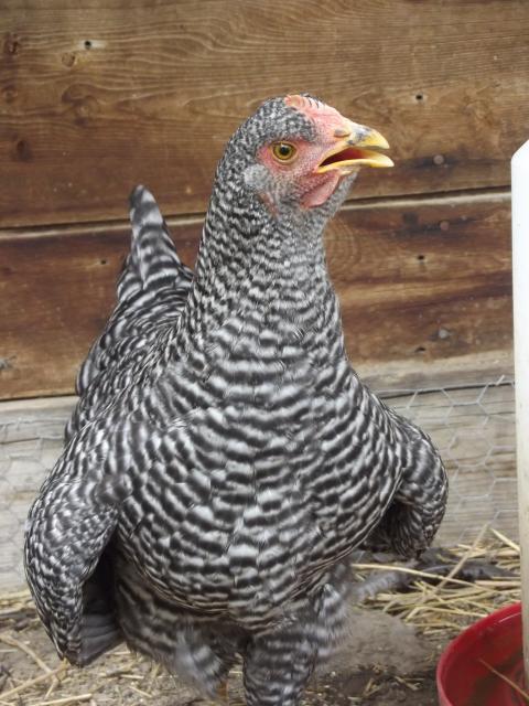 105869_chickens_014.jpg