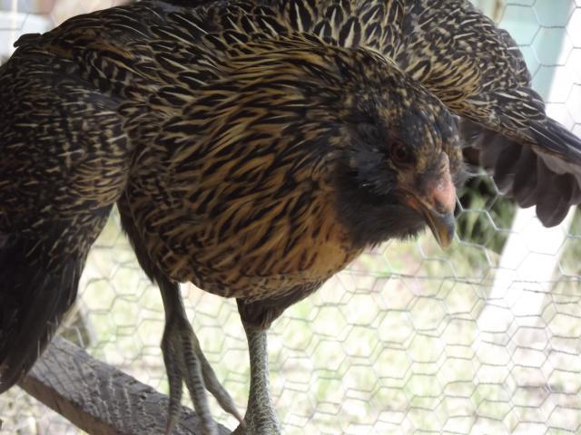 105869_chickens_027.jpg