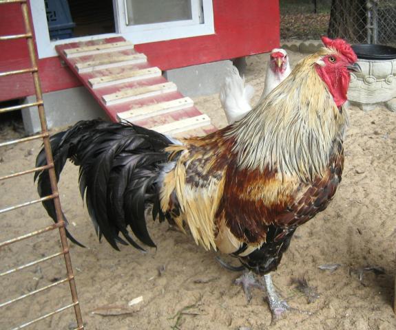 1058_rosey_the_rooster.jpg
