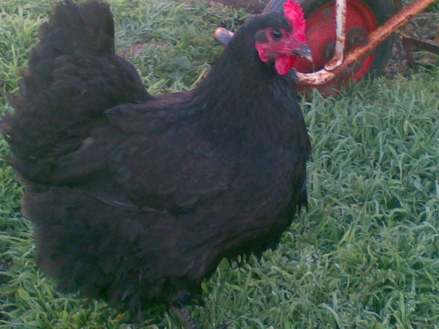 105908_030920111.jpg