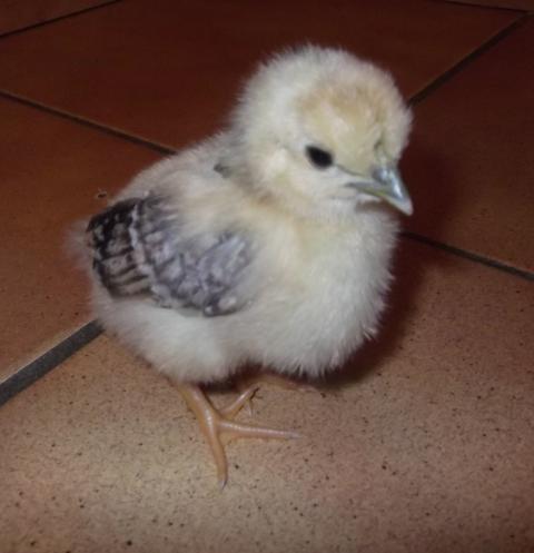 105956_chick2.jpg