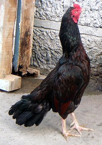 10604_gallo-gallina2.jpg