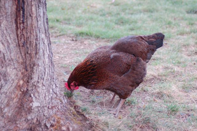 106096_chickens_014.jpg