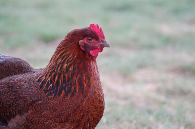 106096_chickens_015.jpg