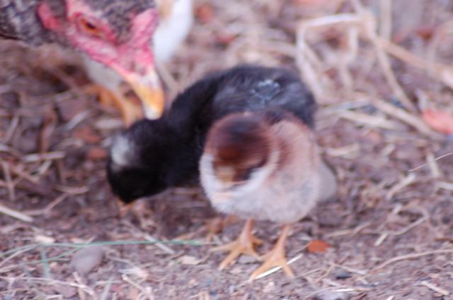 106096_chickens_027.jpg