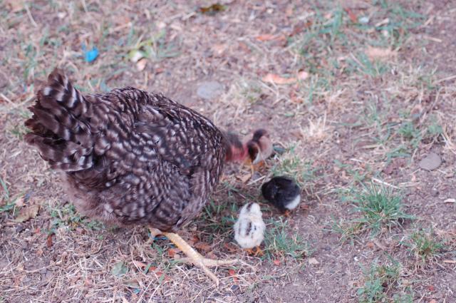 106096_chickens_032.jpg