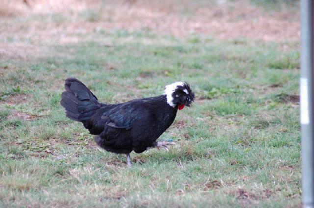 106096_chickens_036.jpg