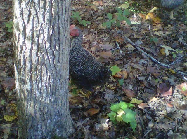106146_barred_rock.jpg