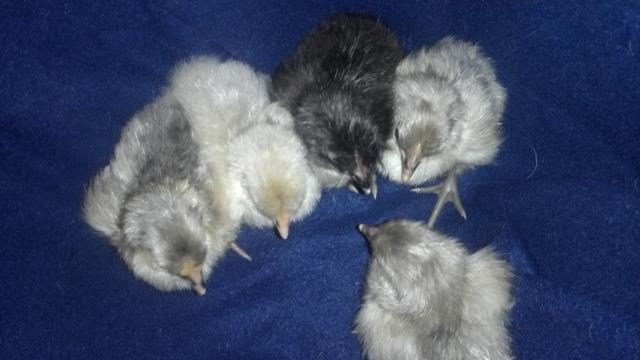 106215_2011-11-09_22-13-03_22.jpg