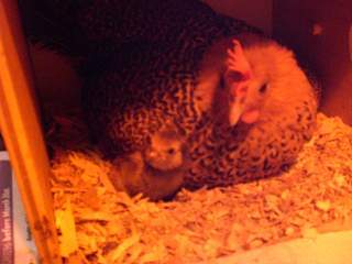10629_021.jpg