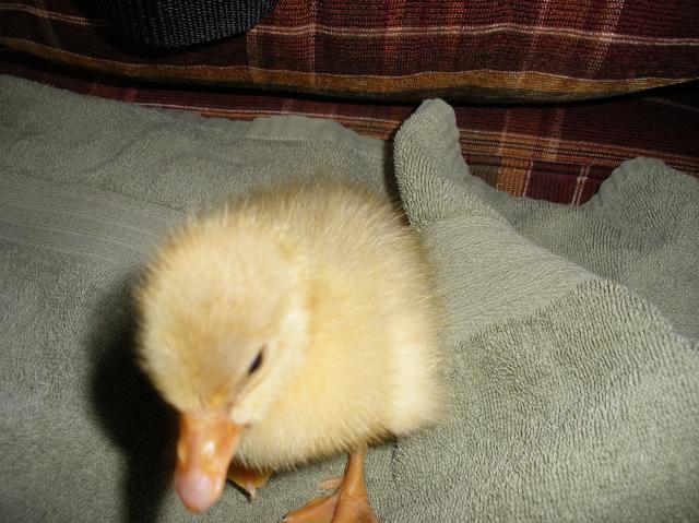 10638_baby_seb_11_006.jpg
