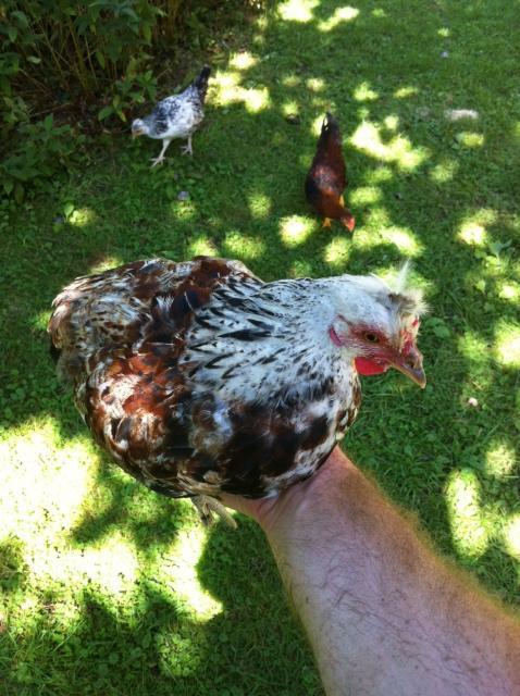 106460_chicken1.jpg