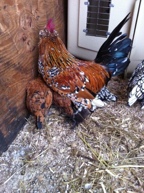 106460_chuckchicks.jpg