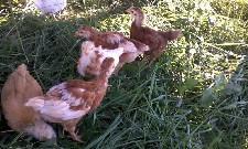 106471_chickseg2.jpg