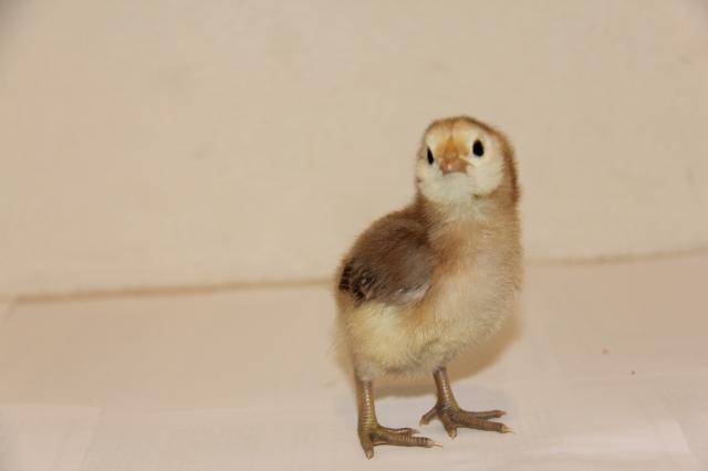 106537_chicken_and_more_52010_114.jpg