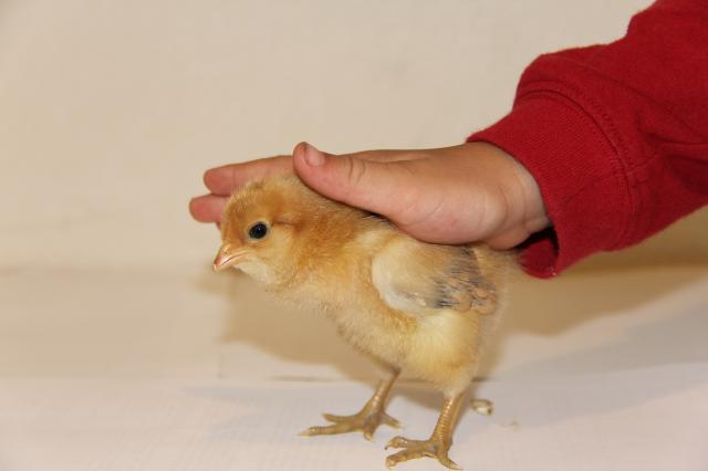 106537_chicken_and_more_52010_117.jpg