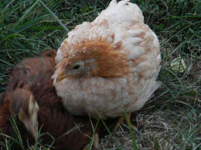106572_dscn0648.jpg