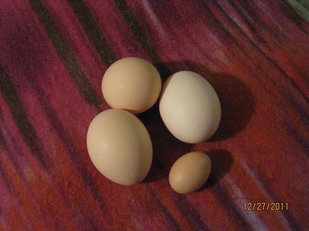 10663_img_1036.jpg