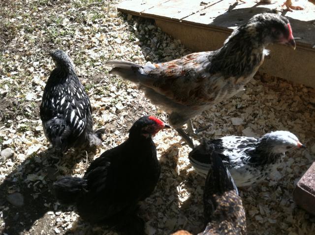 106692_chickens_lacey.jpg