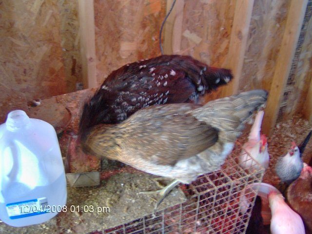 10675_chicken_3_and_4.jpg