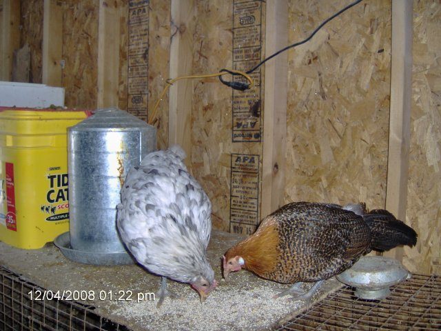 10675_chicken_5_and_6.jpg