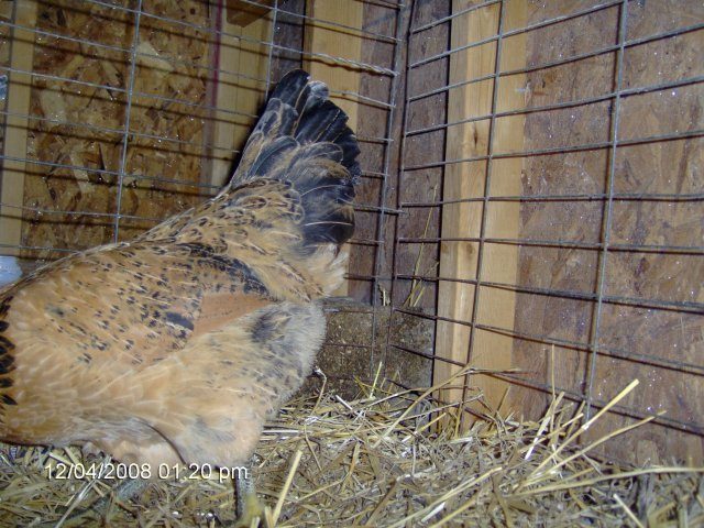 10675_chicken_7_side_view.jpg