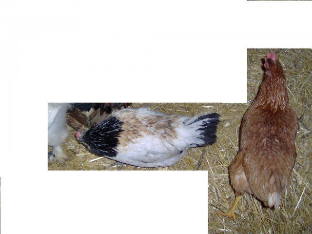 10675_chicken_8_and_9.jpg