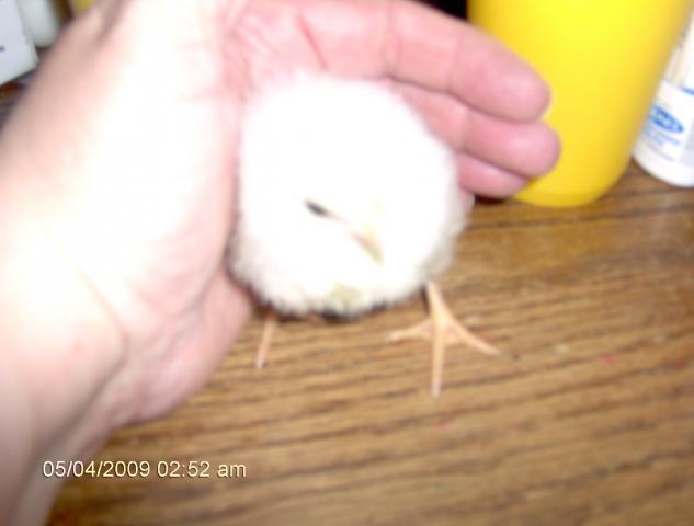 10675_chicks2.jpg