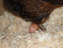 106794_hatties_first_egg.jpg