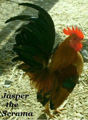 10683_jasper.jpg