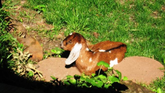 10687_goat_002.jpg