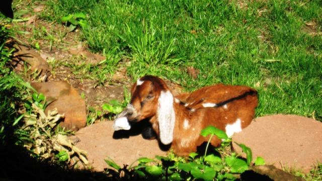 10687_goat_003.jpg