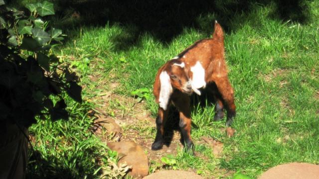10687_goat_005.jpg