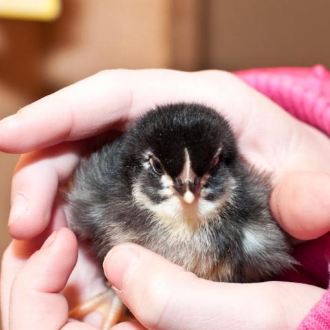 1068_chick.jpg