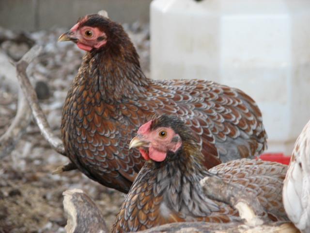 106905_blrpullets1.jpg