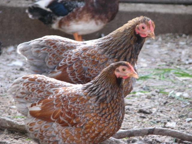106905_bluepullets.jpg