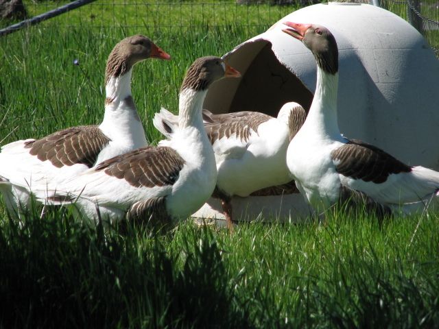 106905_geese1.jpg