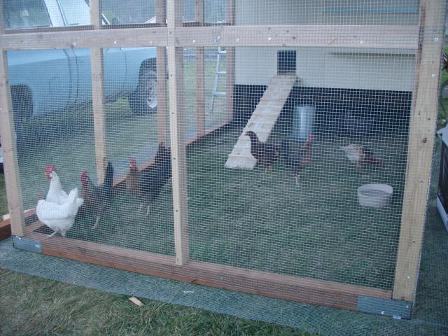 107040_all_the_chickens_are_in.jpg