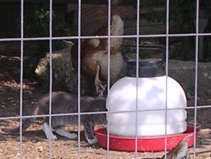 10705_drinking2.jpg