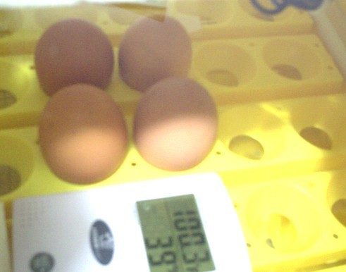10705_eggsinbator.jpg