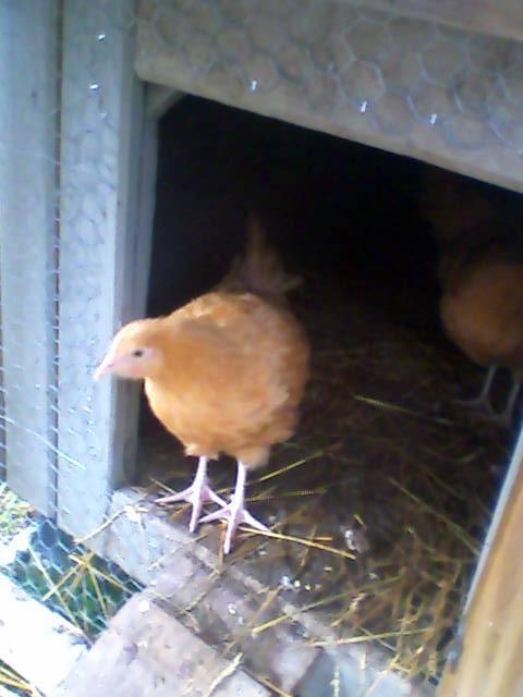 107076_buff_pullet.jpg