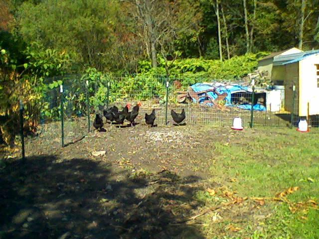 107076_chicks_in_the_yard.jpg