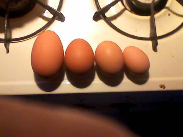 107076_eggs.jpg