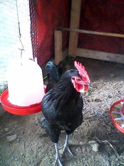 107076_rooster_1.jpg