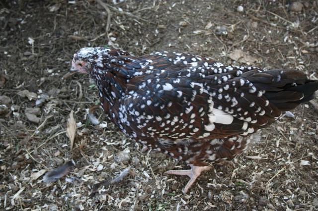 107094_chickens_006.jpg