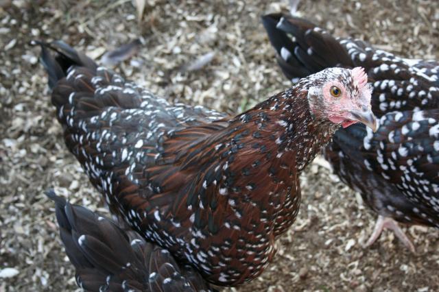 107094_chickens_007.jpg