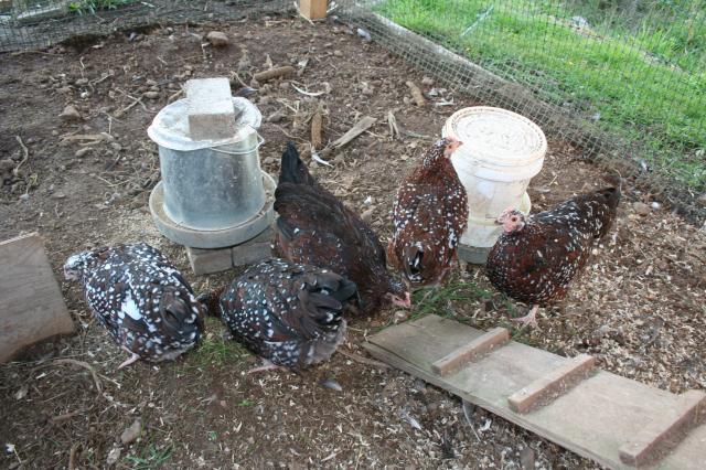 107094_chickens_015.jpg