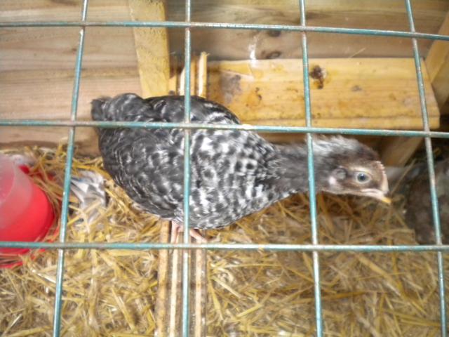 107110_chickens_001.jpg